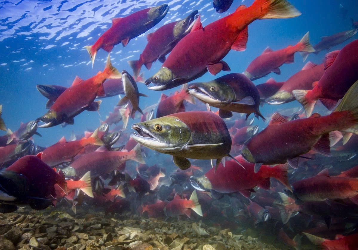 Dinh dưỡng tự nhiên